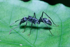 Pachycondyla ant worker, Belize