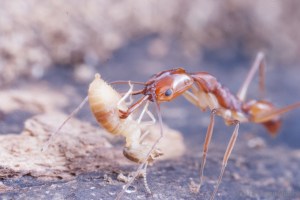 Anochetus (trapjaw ant) holds a termite in its powerful jaws, Belize.
