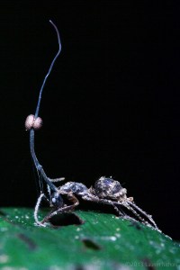 Ant infected by cordyceps fungus, sometimes refered to as a "Zombie ant", Belize