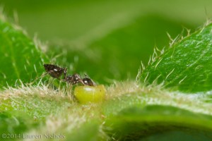 Acrobat ant (Crematogaster sp) visiting an extrafloral nectary on an inga tree, Belize