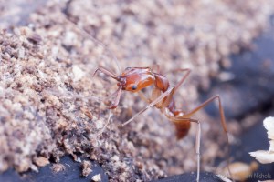 Trap jaw ant (Anochetus) have incredibly powerful mandibles, Belize.