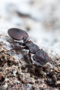 A Turtle Ant (Cephalotes sp.) worker, Belize