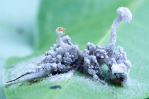 Ant infected by codyceps fungus, Belize