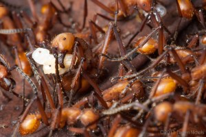 Army ants, Belize