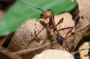 Army ant, Belize