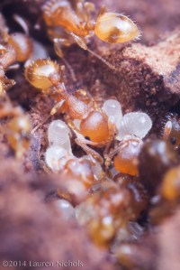 Acorn ant (Temnothorax curvispinosus) tending to brood, NC