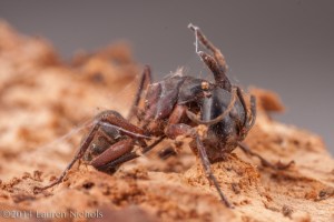 A Carpenter ant (camponotus chromaiodes) infected with cordyceps fungus, NC