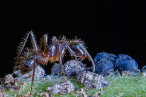 Ant tending scale insects, Belize