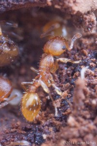 Acorn ant (Temnothorax curvispinosus), Raleigh, NC.